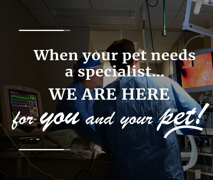 specialty-veterinary-care-long-island-ny2.jpg