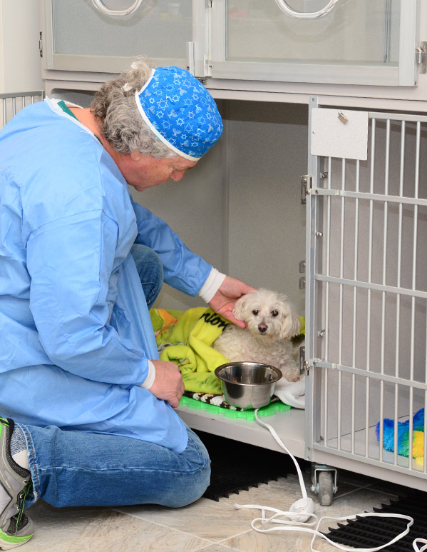 veterinary-specialists-long-island-NY1.jpg
